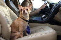 Un Chihuahua assis sur le siège à côté du conducteur