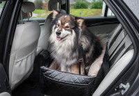 Un Chien Finnois de Laponie dans un panier dans une voiture