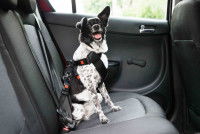 Un chien attaché sur le siège arrière d'une voiture