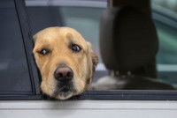 Un chien inquiet à la fenêtre d'une voiture