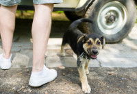 Un homme et son chiot font une pause en voiture