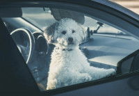 Un petit chien seul dans une voiture