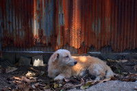 Enquêter auprès du voisinage