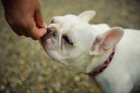 Comment attraper un chien errant ?