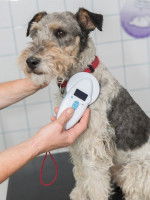 Emmener un chien errant chez le vétérinaire