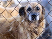 Confier un chien errant à un refuge ou à la fourrière