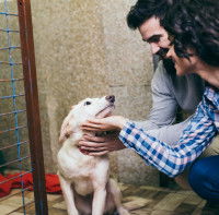 Peut-on adopter un chien trouvé ?