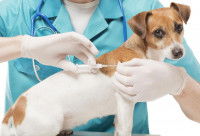 L'importance de faire identifier son chien