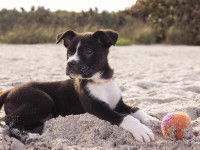 Aller à la plage avec son chien