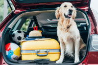 Un grand chien assis dans le coffre d'une voiture à côté des valises