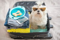 Quels accessoires prendre pour des vacances avec un chien ?