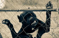 Pitbull appuyé sur un grillage et le mordant 