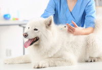 Un grand chien blanc se fait piquer par un vétérinaire