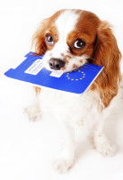 Un chien tenant un passeport dans sa gueule