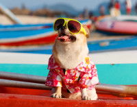 Petit chien avec une chemise à fleur et des lunettes de soleil