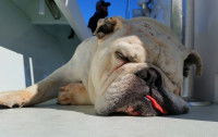 Bulldog dormant sur un bateau