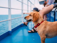 Chien qui regarde la mer depuis le pont d'un bateau