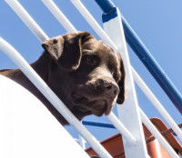 Chien passant sa tête à travers les barreau d'une barrière sur un bateau