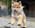 Un chiot Shikoku Ken courant sur un sol pav&eacute;