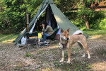 Un Shikoku Ken devant une tente de camping et qui est tenu en laisse 