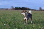 Un Shikoku Ken sur un terrain herbeux 
