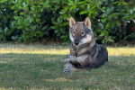 Un Shikoku Ken allongé sur une surface gazonnée et regardant vers la caméra