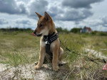 Un Shikoku Ken assis sur un terrain herbeux et qui est tenu en laisse