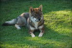 Un Shikoku Ken allongé sur un terrain herbeux