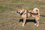 Un Shikoku Ken sur un terrain herbeux et qui est tenu en laisse 