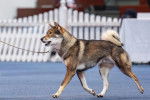 Un Shikoku Ken marchant sur une surface lisse type piste et qui est tenu en laisse 