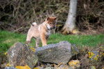 Un Shikoku Ken courant sur un terrain herbeux 