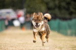 Un Shikoku Ken courant sur une surface gazonnée 