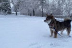 Un Shikoku Ken sur une surface enneigée et qui est tenu en laisse 