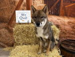 Un Shikoku Ken assis sur du foin et regardant vers la caméra