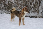 Un Shikoku Ken sur une surface enneigée 
