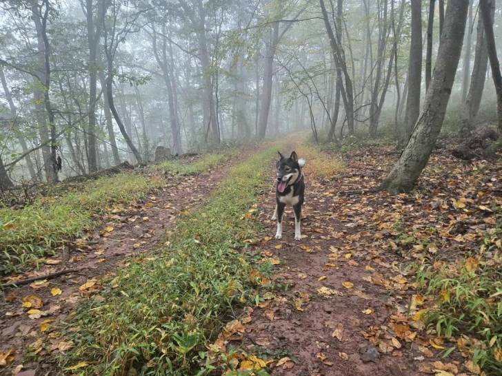 Un Shikoku Ken sur un sol jonchés de feuilles mortes et ayant la langue pendante 