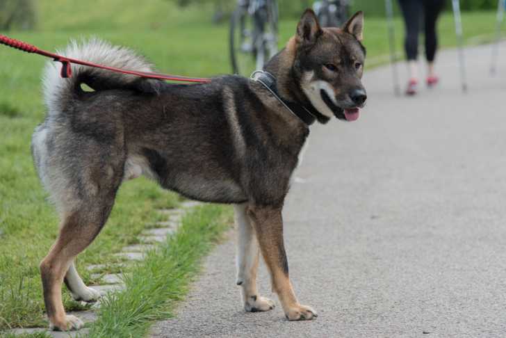 Le Shikoku Ken