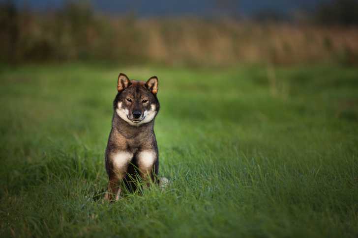Photo Shikoku Ken