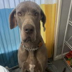 Un Bull Daniff assis et portant un collier autour du cou