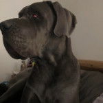 Un Bull Daniff allongé sur un lit et semblant détendu 