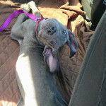 Un Bull Daniff allongé et qui est tenu en laisse 