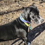 Un Bull Daniff sur un sol jonchés de feuilles mortes et qui est tenu en laisse 