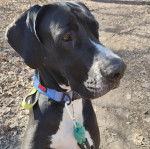 Un Bull Daniff portant un collier autour du cou et semblant détendu