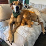 Un Bull Daniff allongé sur un canapé et portant un foulard autour du cou