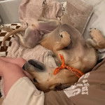 Un Bull Daniff allongé sur le dos et portant un collier autour du cou