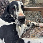 Un Bull Daniff allongé et regardant vers la caméra 