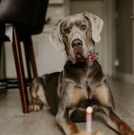 Un Bull Daniff allongé sur une sol carrelé et portant un collier autour du cou