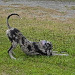 Un Bull Daniff sur un terrain herbeux et qui est tenu en laisse 