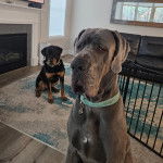 Un Bull Daniff assis et portant un collier autour du cou