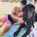 Un Bull Daniff allongé à côté d'un hommme et qui est tenu en laisse 